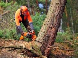 Best Tree Cabling and Bracing  in Hart, MI