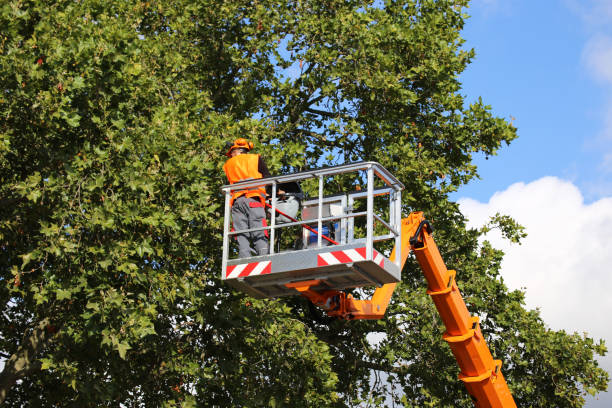 Best Stump Grinding and Removal  in Hart, MI