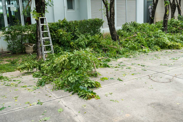 Best Palm Tree Trimming  in Hart, MI