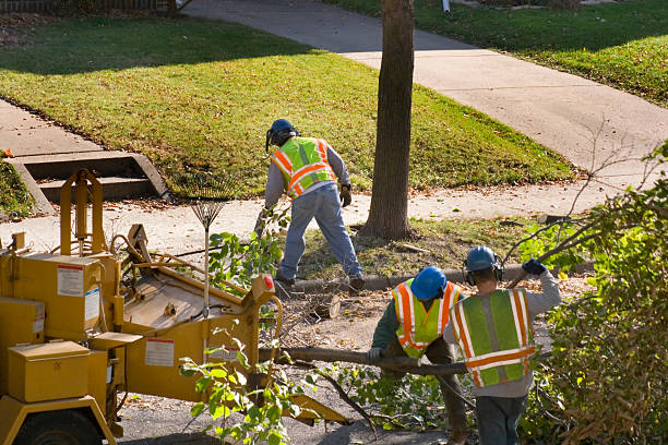 Best Seasonal Cleanup (Spring/Fall)  in Hart, MI