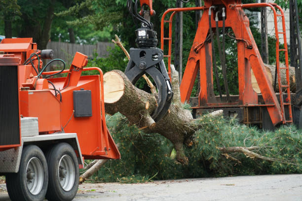 Best Tree Mulching  in Hart, MI