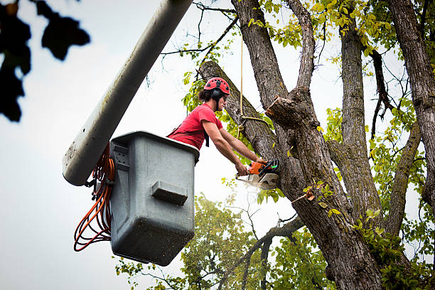 Best Tree Preservation Services  in Hart, MI