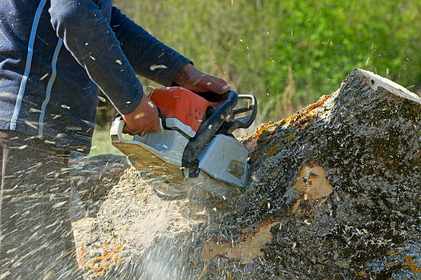 Best Tree Removal  in Hart, MI